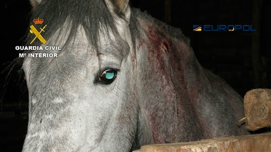 Uno de los caballos interceptado en la trama en la que se ha detenido a 65 personas.
