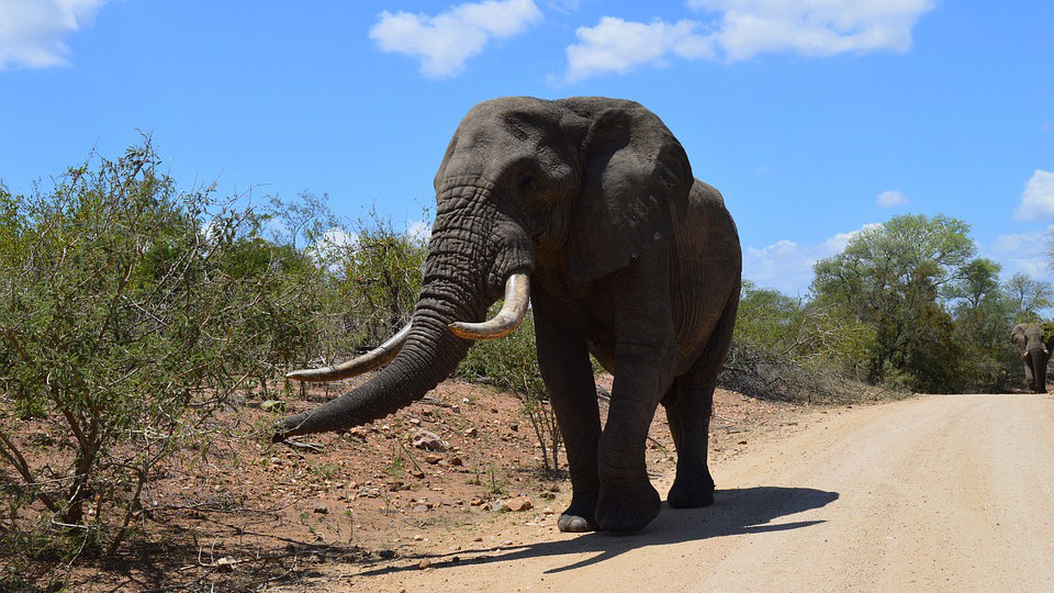 Imagen de un elefante atravesando un camino ARCHIVO