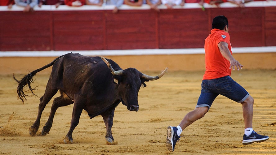 Segundo encierro de Tudela con la ganadería valenciano de Germán Vidal. MIGUEL OSÉS_10