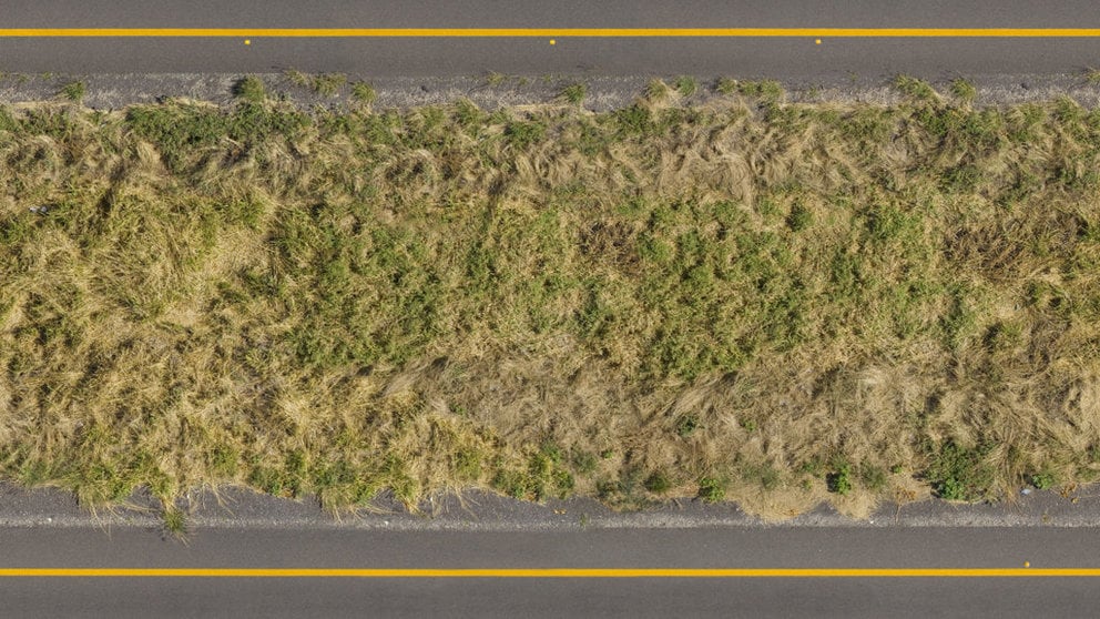 La vegetación invade una carretera