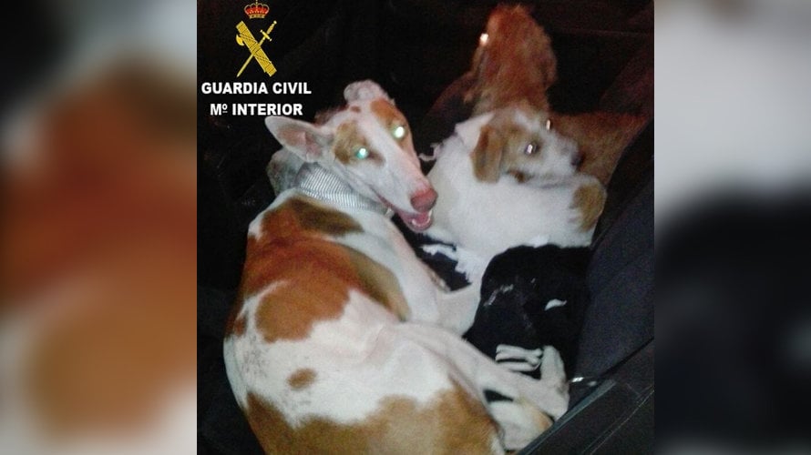 Imagen de los perros que se hallaban en el maletero de los detenidos