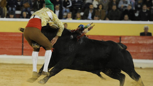 El momento en el que el forcado Fernando Quintela ha sido embestido mortalmente por un toro en la plaza portugiesa de Moita Foto PEDRO BATALHA
