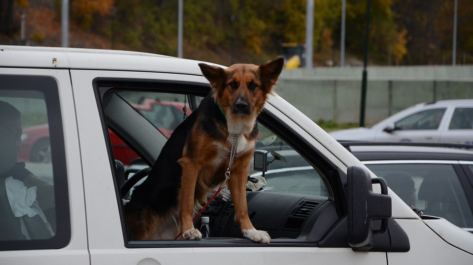 Imagen de un perro atado con una cadena y asomándose por la ventanilla de un coche ARCHIVO