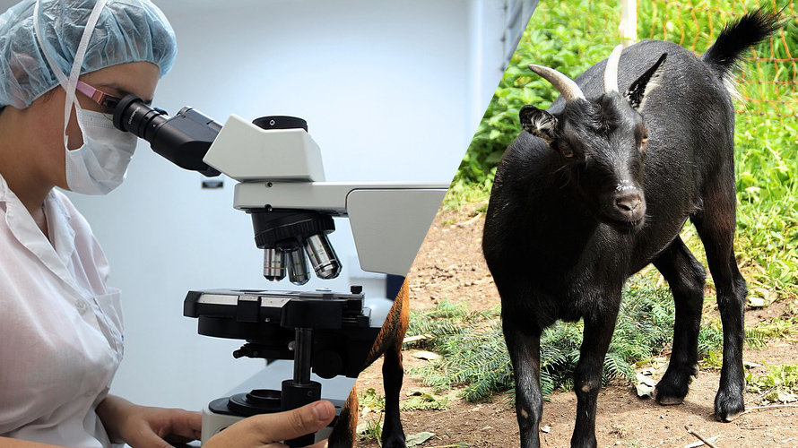 La UNAV recibe 100000 dólares para investigar una vacuna contra la brucelosis en el ganado ovino y caprino