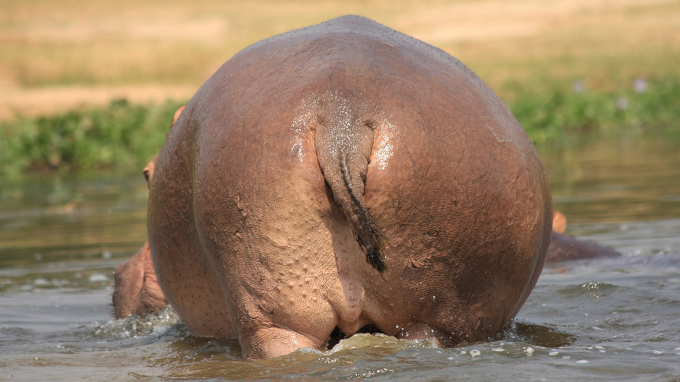 Un hipopótamo muestra el trasero FLICKR