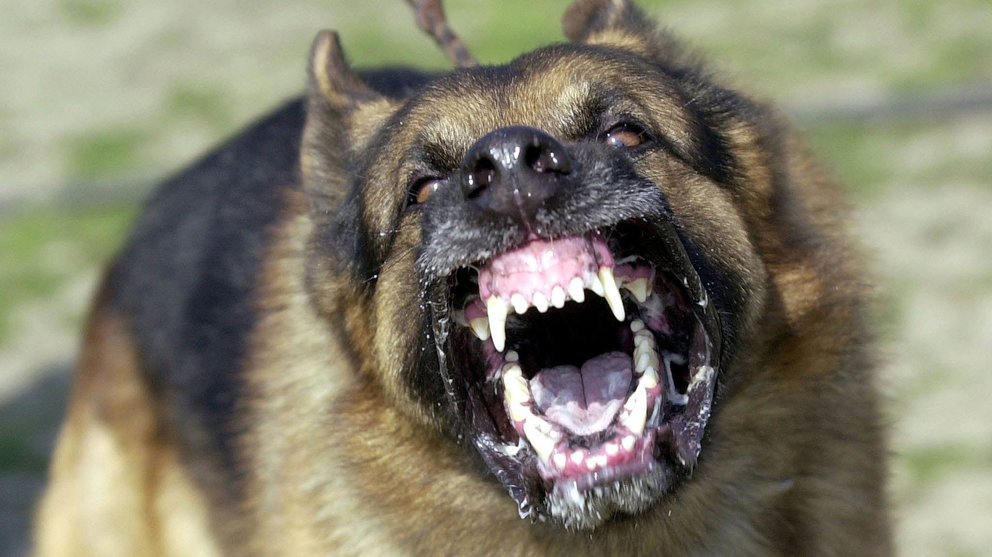 Imagen de un perro potencialmente peligroso ARCHIVO