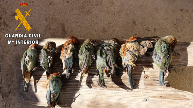 Algunas de las aves exóticas interceptadas en el aeropuerto de Noáin que fallecieron debido al estrés, la desnutrición y la falta de agua.