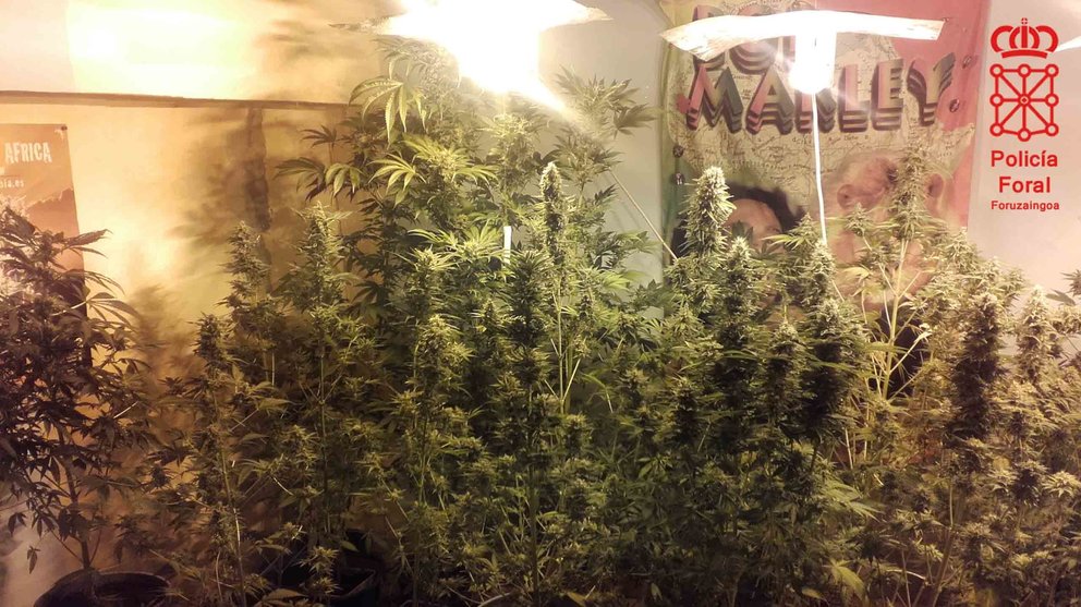 Las plantas de marihuana escondidas entre posters de Bob Marley en una vivienda de Caparroso POLICÍA FORAL
