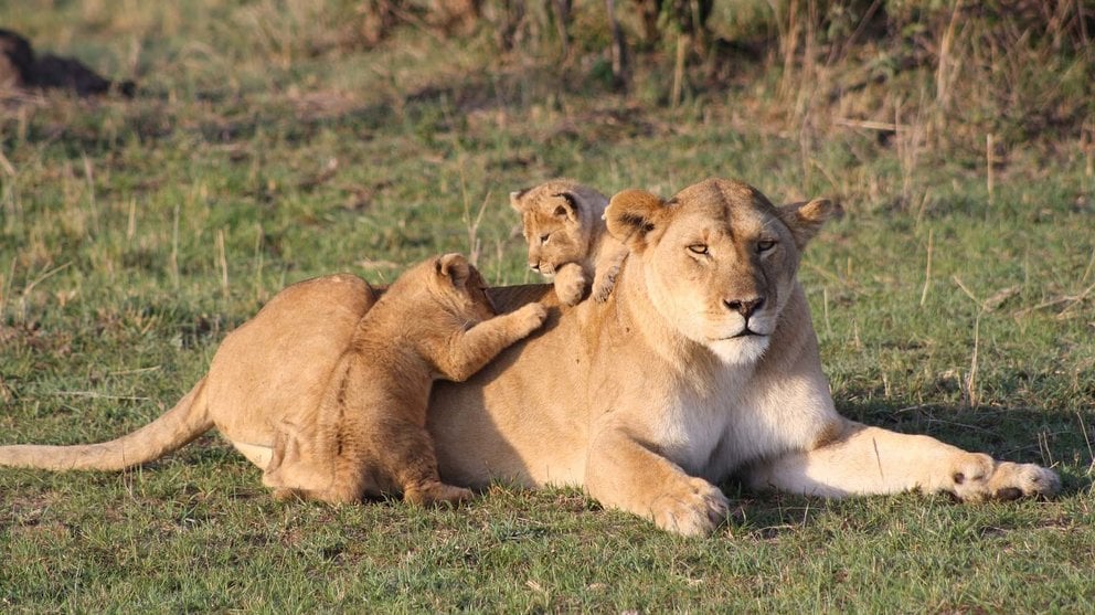 Cachorros  de león divirtiéndose junto a su madre.