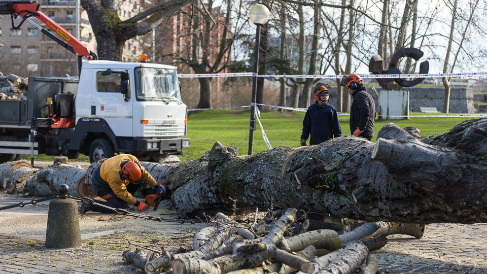 Operarios del Ayuntamiento de Pamplona trabajan en la retirada de un árbol caído en la Vuelta de Castillo de Pamplona (16). IÑIGO ALZUGARAY