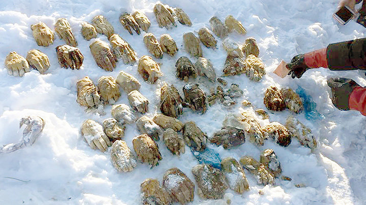 Los 26 pares de manos que han aprecido en una bolsa en Siberia SIBERIAN TIMES