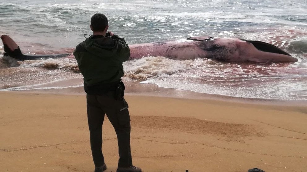 Imagen de la ballena muerta aparecida en una playa de Montgat, en Cataluña EUROPA PRESS