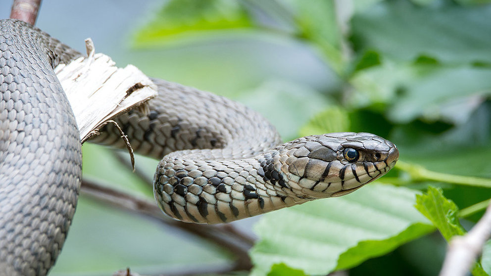 Una imagen de una serpiente en la naturaleza. ARCHIVO