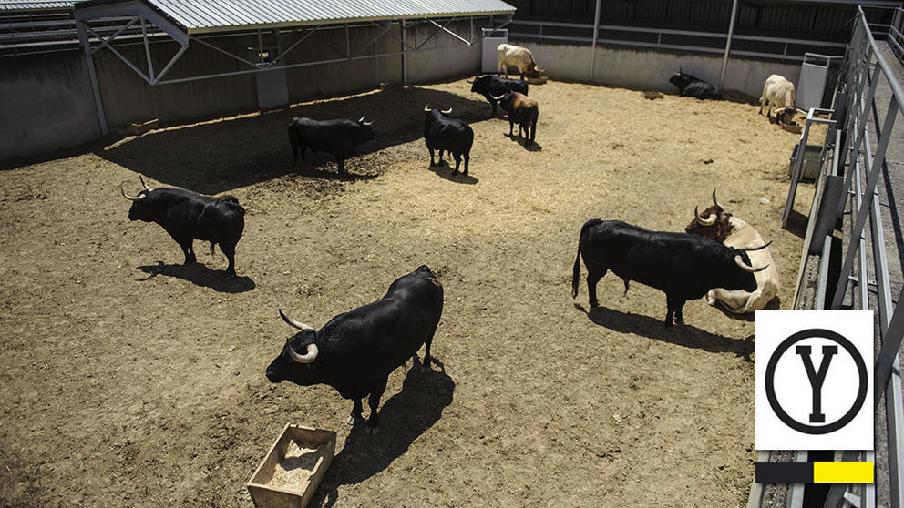 Los toros de la ganadería de Victoriano del Rio ya descansan en los Corrales del Gas. MIGUEL OSÉS