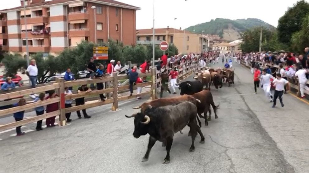 Los toros de la ganadería marcillesa de Merino corren por segundo día consecutivo el encierro de Sangüesa IMAGEN CEDIDA