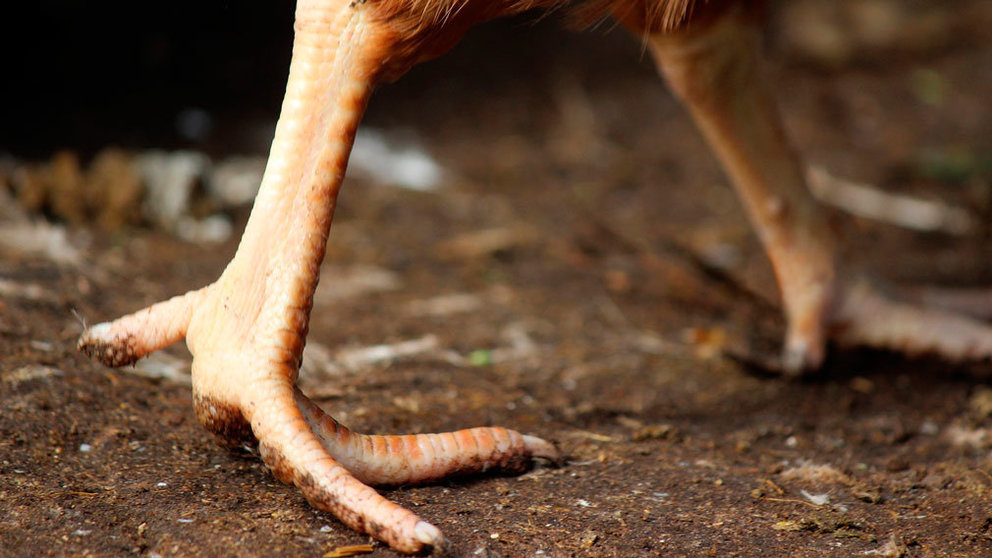 Una patas de un gallo ARCHIVO