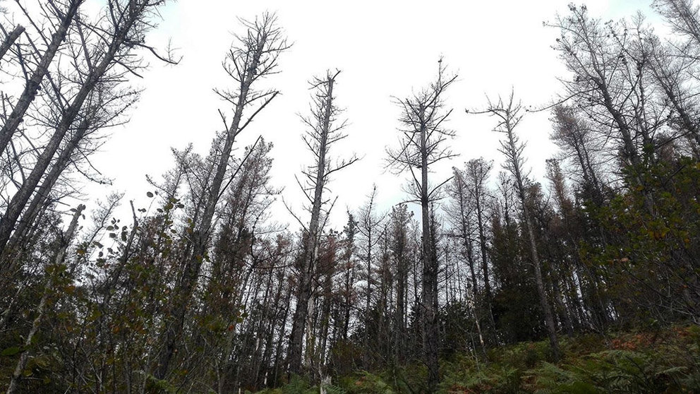 Imagen de varios pinos GOBIERNO DE NAVARRA