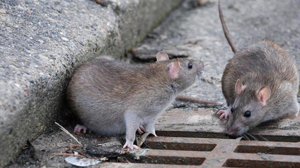 Imagen de varias ratas junto a una alcantarilla ARCHIVO
