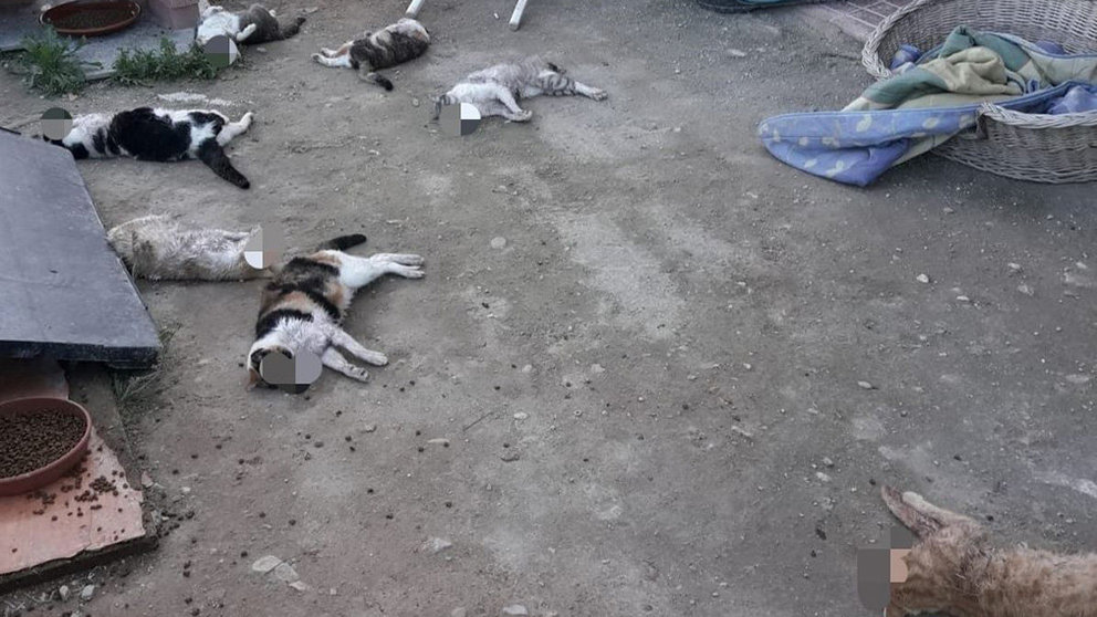 Imagen de los gatos asesinados en un albergue de Alicante EUROPA PRESS