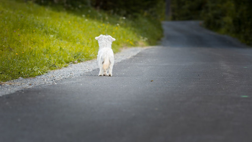 Un perro abandonado en una carretera