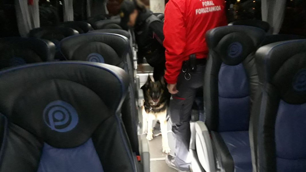 Un perro de la Policía Foral inspecciona un autobús escolar en Estella donde una estudiante menor de edad ha sido denunciada al ser sorprendida con marihuana cuando viajaba al instituto PF