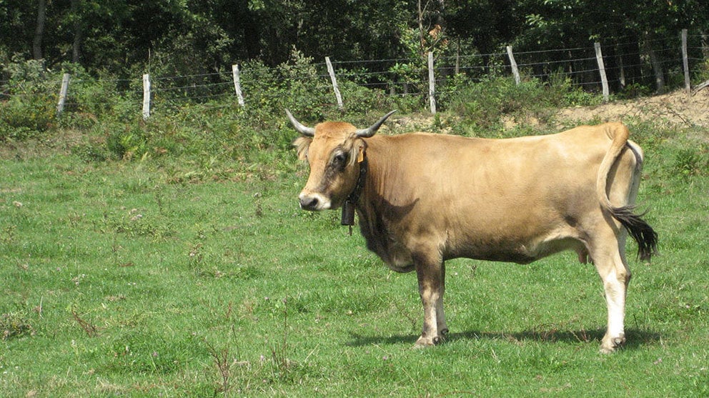 Imagen de una vaca betizu ARCHIVO