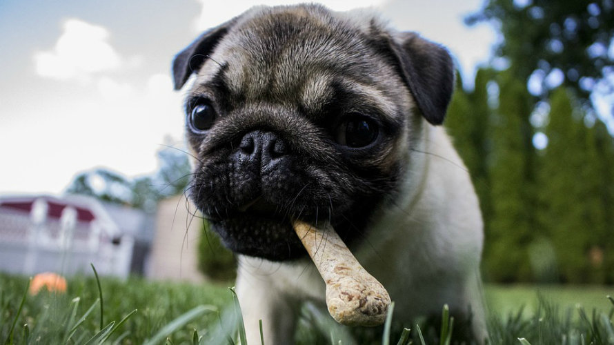 Un perro mordisquea un hueso encontrado en una zona ajardinada de un parque ARCHIVO