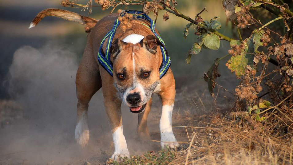 Imagen de archivo de un perro peligroso de la raza American Staffordshire Terrier ARCHIVO