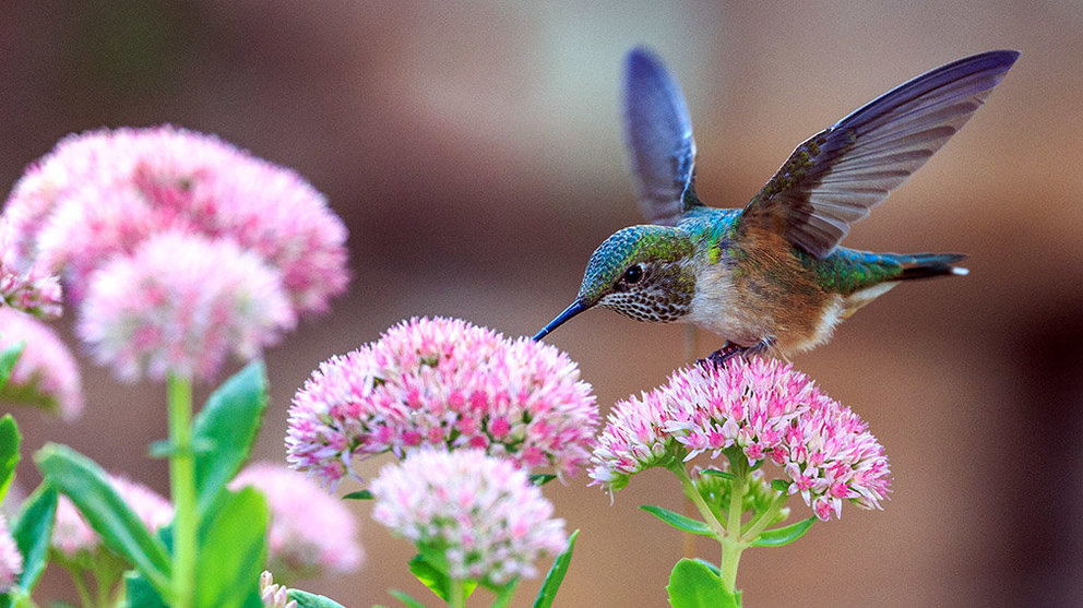 Un colibrí se posa sobre una flor. ANDREA REIMAN - UNSPLASH