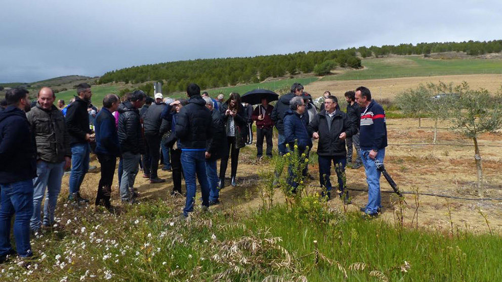 Profesionales de la agricultura aprenden técnicas de gestión de malas hierbas en el olivar INTIA