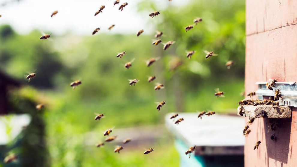 Imagen de un enjambre de abejas volando cerca de una colmena instalada por un apicultor. ARCHIVO