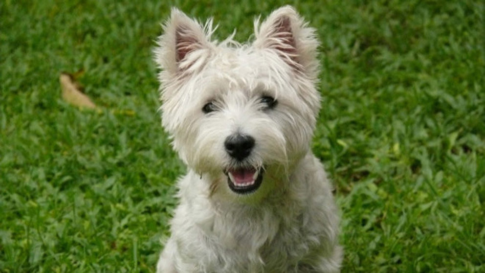 Imagen de archivo de un perro.