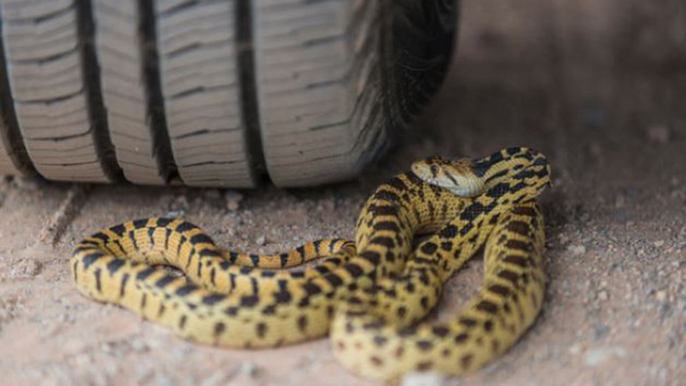 Imagen de una serpiente bajo la rueda de un coche ARCHIVO