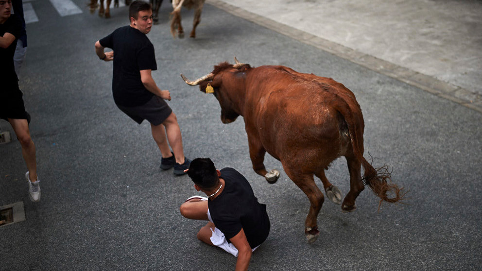 Última suelta de reses en la localidad navarra de Orkoien con vacas de la ganadería Bretos Fernandez. MIGUEL OSÉS