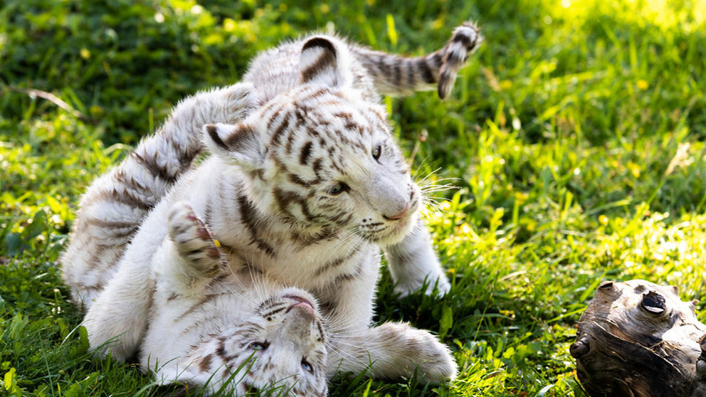 Imagen de los dos tigres blancos que han nacido en Sendaviva. CEDIDA