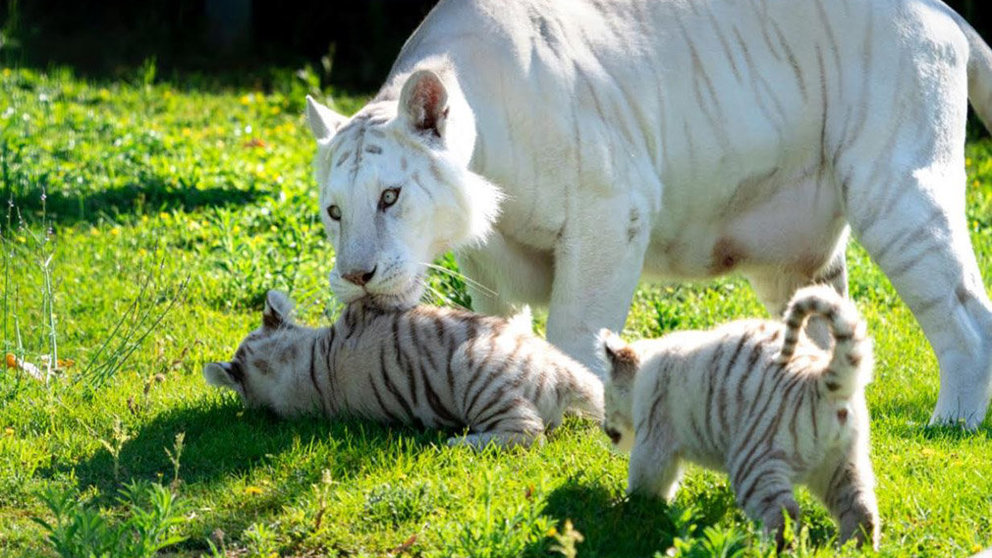 Crías de tigre blanco en Sendaviva