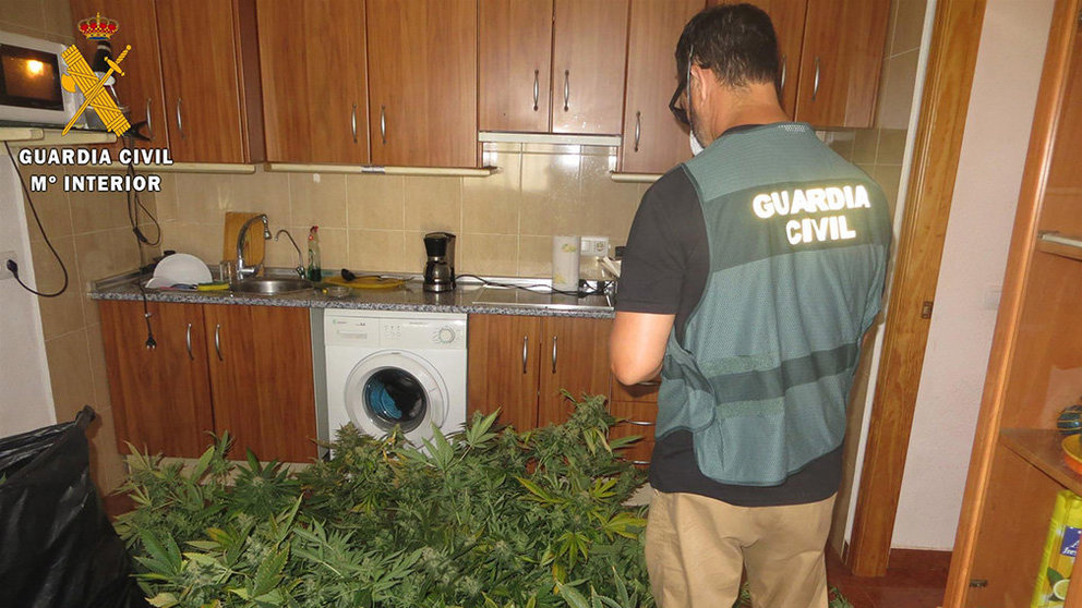 Imagen de parte de la plantación de marihuana localizada en una casa en Viator en la que el propietario de las plantas denunciaba un intento de robo Foto GUARDIA CIVIL