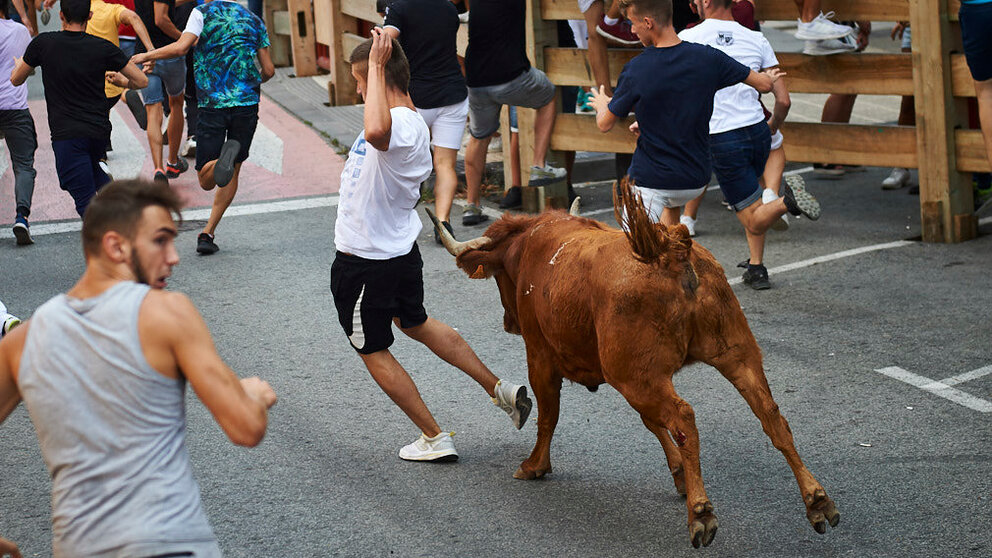 Vacas en Berriozar durante las fiestas de 2019 con la ganadería de Reta. MIGUEL OSÉS