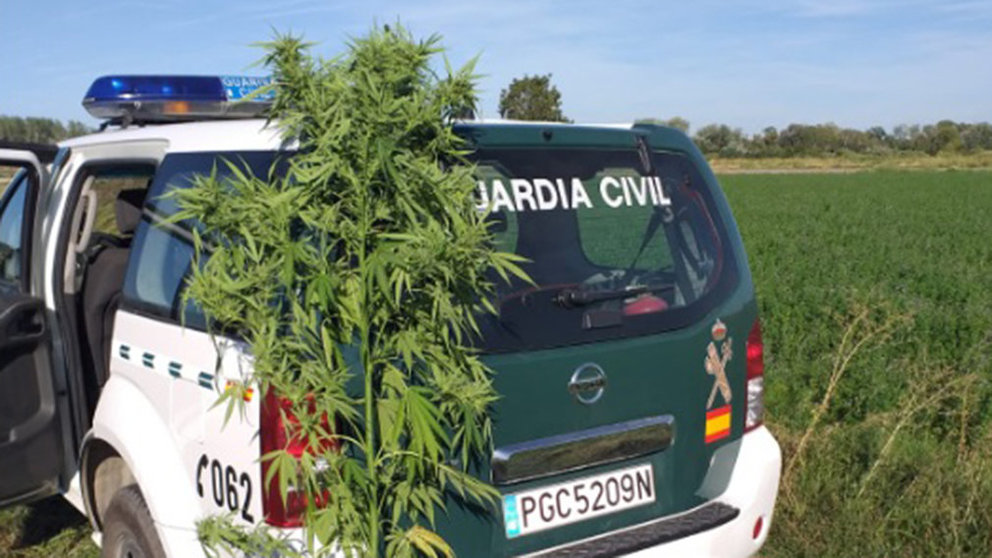 Imagen de una de las plantas de marihuana intervenidas en Buñuel. CEDIDA