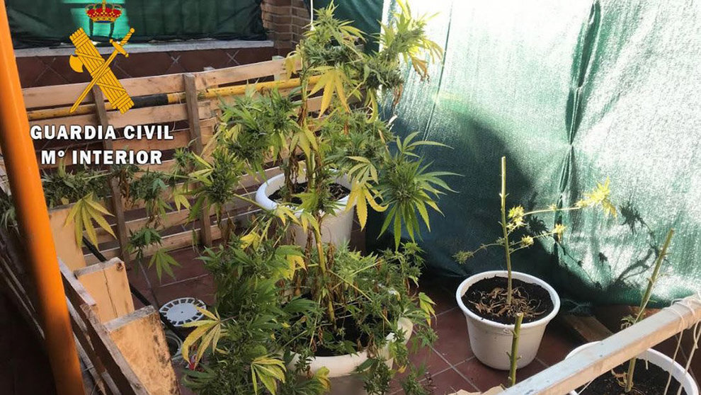 Marihuana incautada por la Guardia Civil en Milagro y Azagra GUARDIA CIVIL