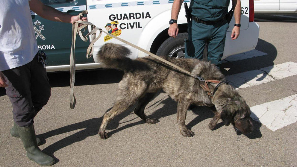La Guardia Civil con el perro maltratado y abandonado en Arguedas GUARDIA CIVIL