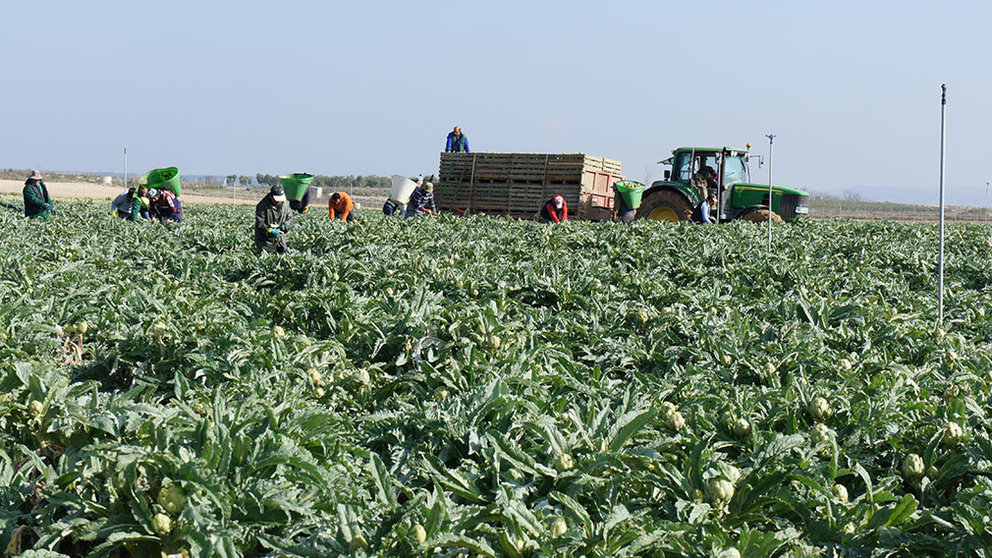 Agricultores trabajando durante la campaña de recogida de la alcachofa de Tudela. INTIA