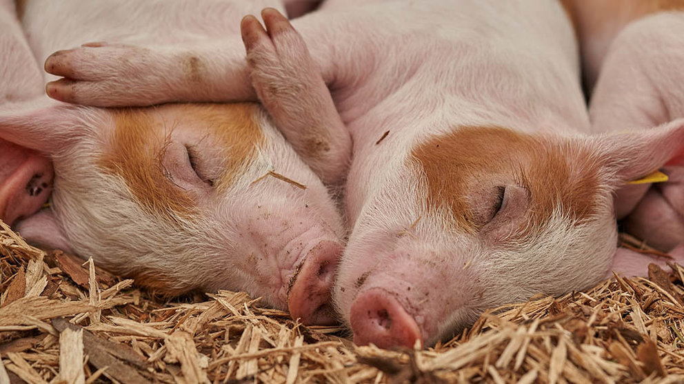Dos cerdos descansan sobre la paja de una granja porcina. ARCHIVO