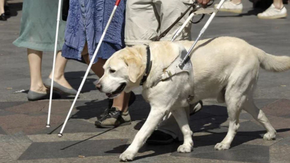 Un perro de asistencia de una persona ciega ARCHIVO