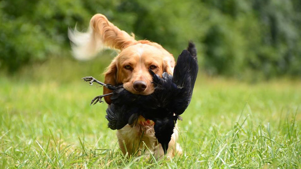 Imagen de archivo de un perro de caza. ARCHIVO