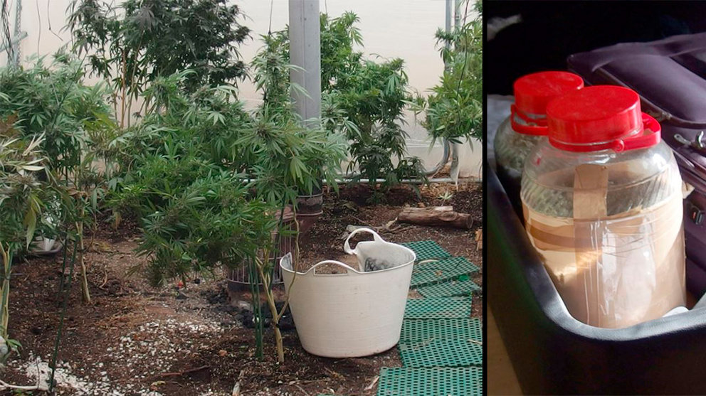 Plantación de marihuana descubierta en Fustiñana y sustancias preparadas para su venta POLICÍA FORAL