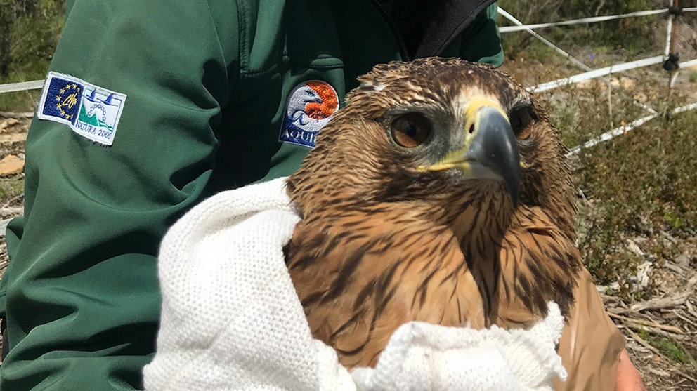 Salao, una joven águila de bonelli, liberada tras recuperarse en el centro de Ilundain de una intoxicación por plomo. Cedida.