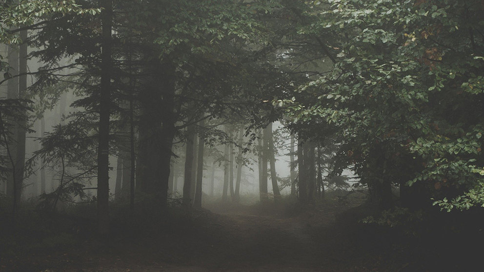 Un bosque en una imagen de archivo. NAVARRACOM