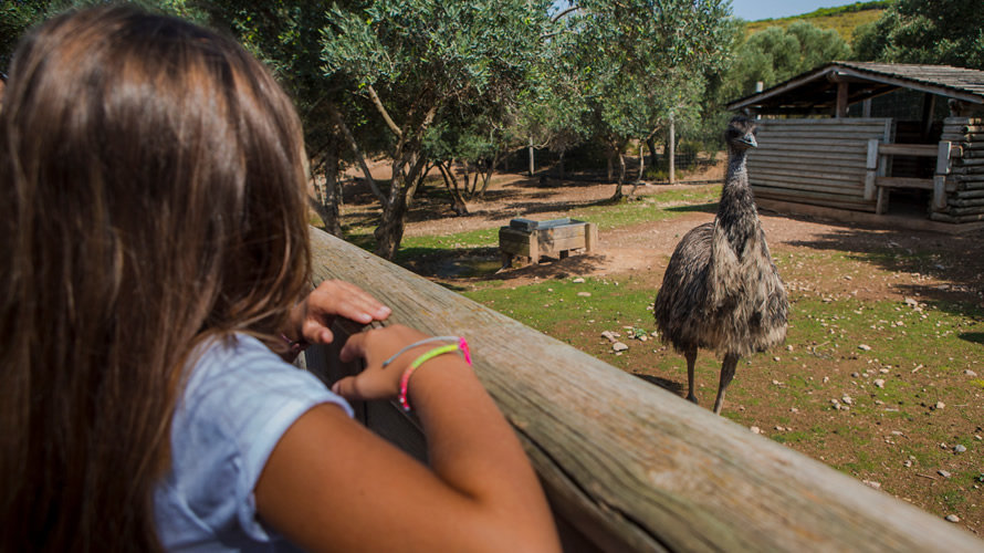 Niña observa un emú en Sendaviva. CEDIDA