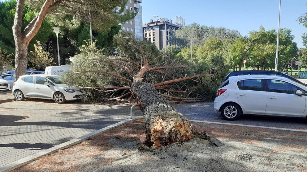 El árbol de gran porte caído sobre varios coches en las inmediaciones del parque de Yamaguchi, en Pamplona. POLICÍA MUNICIPAL DE PAMPLONA